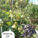 Отзыв про Томат Безрассадный от Ирина. Приморский кр., г. Артём