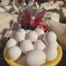 Отзыв про Куры Хайсекс Уайт от Алексей, Староминская