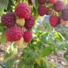 Отзыв про Малина Джоан Джей от Людмила, Краснодарский край