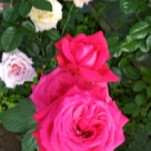 Отзыв про Роза Алекс Ред от Светлана Удмуртия