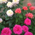 Отзыв про Роза Алекс Ред от Светлана Удмуртия