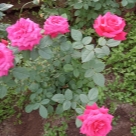 Отзыв про Роза Алекс Ред от Светлана Удмуртия