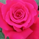 Отзыв про Роза Алекс Ред от Светлана Удмуртия