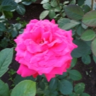 Отзыв про Роза Алекс Ред от Светлана Удмуртия