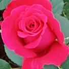 Отзыв про Роза Алекс Ред от Светлана Удмуртия