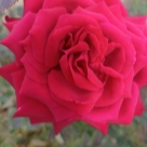 Отзыв про Роза Алекс Ред от Светлана Удмуртия