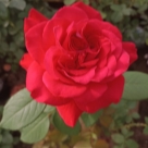 Отзыв про Роза Алекс Ред от Светлана Удмуртия