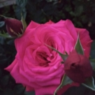 Отзыв про Роза Алекс Ред от Светлана Удмуртия