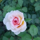 Отзыв про Роза Батшеба от Марина, Саратов