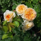 Отзыв про Роза Батшеба от Марина, Саратов