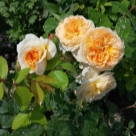 Отзыв про Роза Батшеба от Марина, Саратов