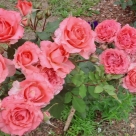 Отзыв про Роза Коралл Желе от Мария, г. Владимир