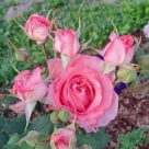 Отзыв про Роза Коралл Желе от Мария, г. Владимир