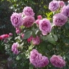 Отзыв про Роза Квиксильвер от Елена