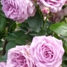 Отзыв про Роза Квиксильвер от Елена