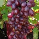 Отзыв про Виноград Малиновый супер от Игорь