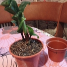 Отзыв про Замиокулькас Жук от Надежда, Тамбовская область