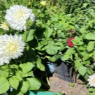 Отзыв про Георгины Флерель от Екатерина, Санкт-Петербург.