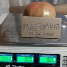 Отзыв про Томат Мастодонт от Докгели Рахметович Тобылбаев, Челябинская область.