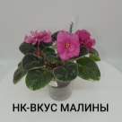 Отзыв про Сенполия (комнатная фиалка) НК‑Вкус Малины от Татьяна