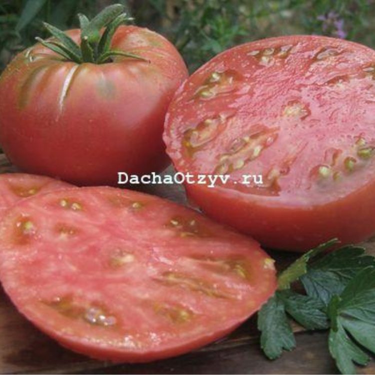 Томат Абаканский розовый: описание сорта помидоров, характеристики.Особенности посадки и выращивания, болезни и вредители, достоинства инедостатки, отзывы