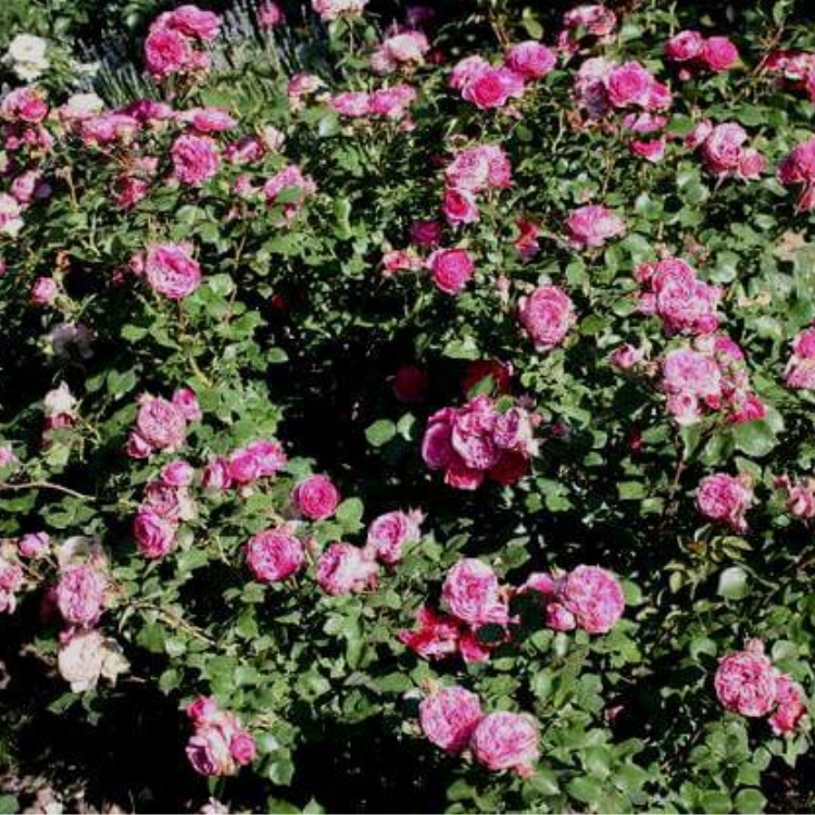 Роза Розмари Роуз: особенности и характеристика сорта, правила посадки, выращивания и ухода, отзывы