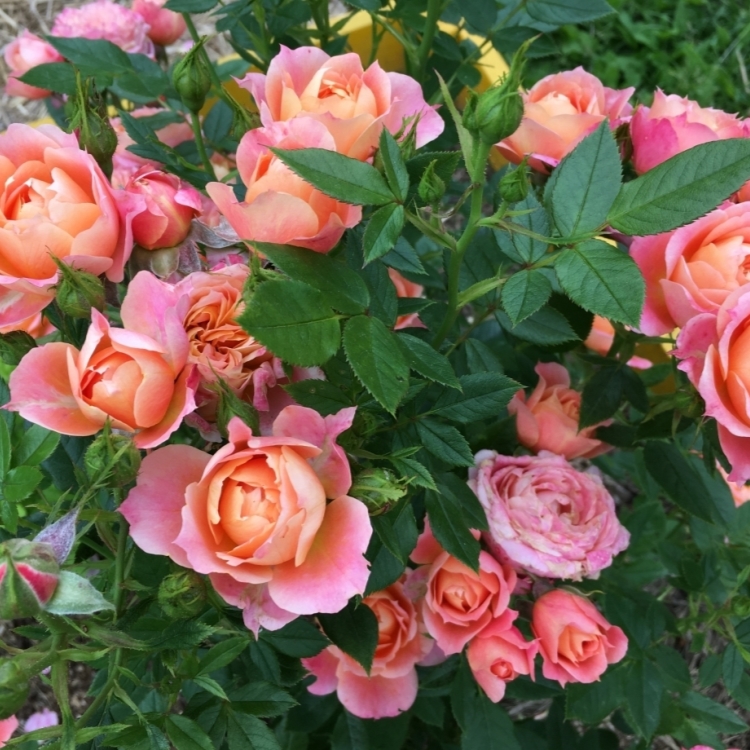 Характеристика цветка Розы Брайтон