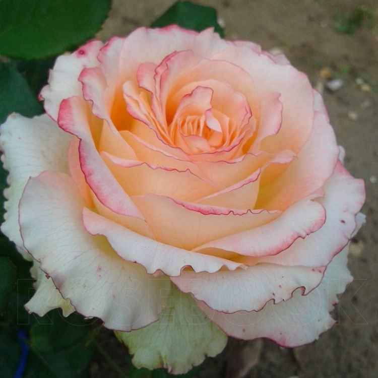 Роза Сабрина: особенности и характеристика сорта, правила посадки, выращивания и ухода, отзывы