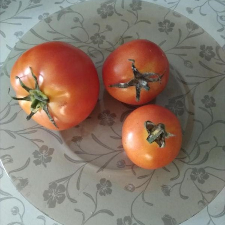 Семена томатов катя. Семко томат Катя f1. Катя Семко помидоры. Сорт помидор Катя. Томат Катя f1.