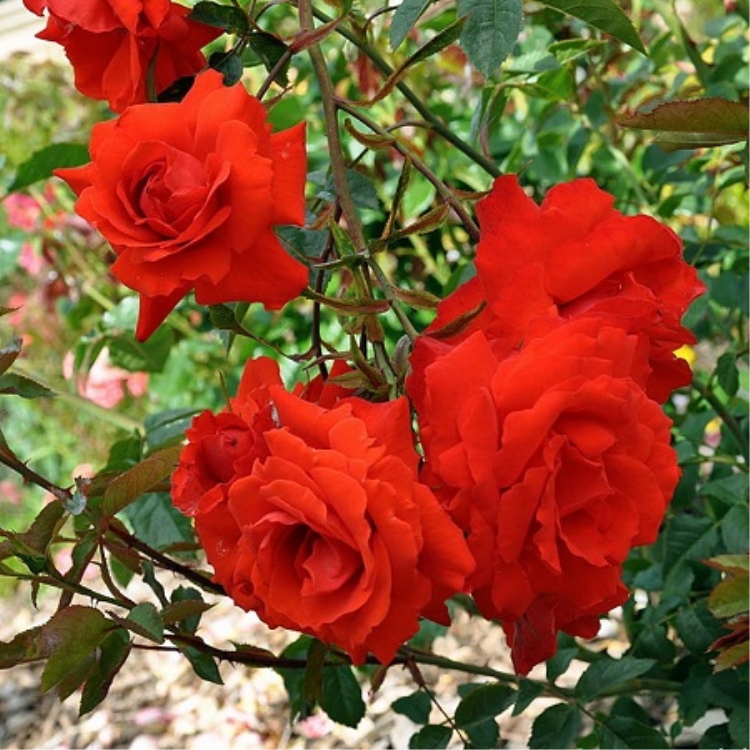 Длительность свежести цветков розы Кордес Бриллиант