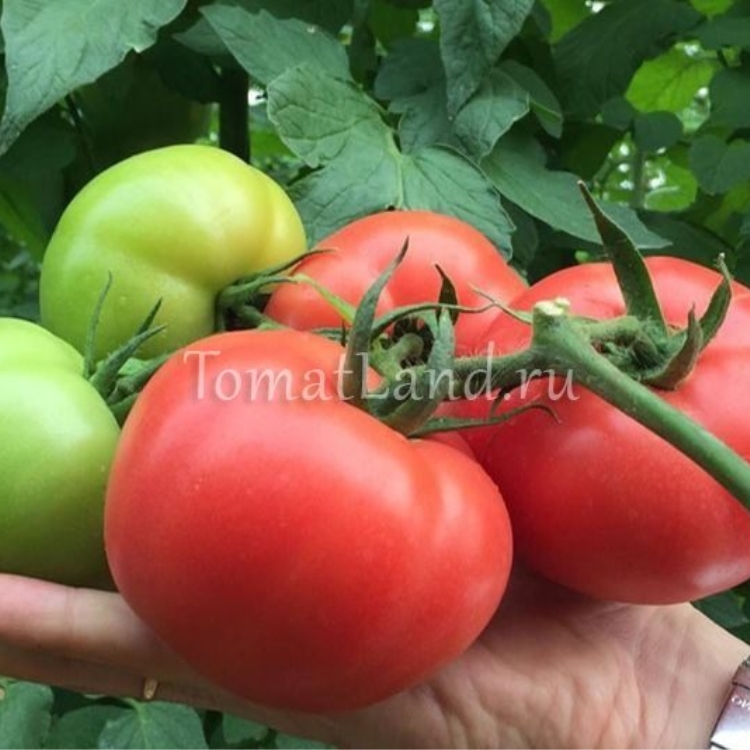 Томат Королева: описание сорта помидоров, характеристики. Особенностипосадки и выращивания, болезни и вредители, достоинства и недостатки, отзывы