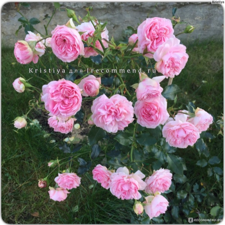 Правила посадки и выращивания розы Лугдунум