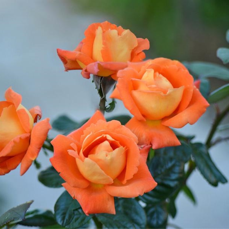 Интенсивный аромат у розы Луи де Фюнес