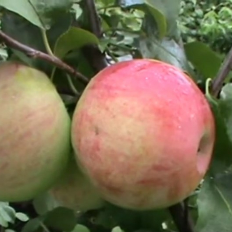 Орловское полосатое яблоня описание