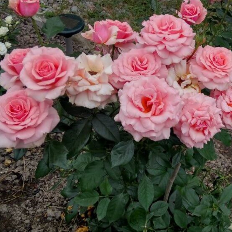 Роза Экстаз: особенности и характеристика сорта, правила посадки, выращивания и ухода, отзывы