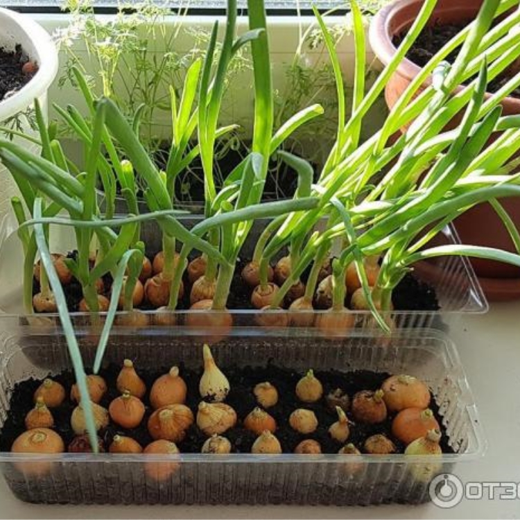 Как посадить лук севок дома на подоконнике