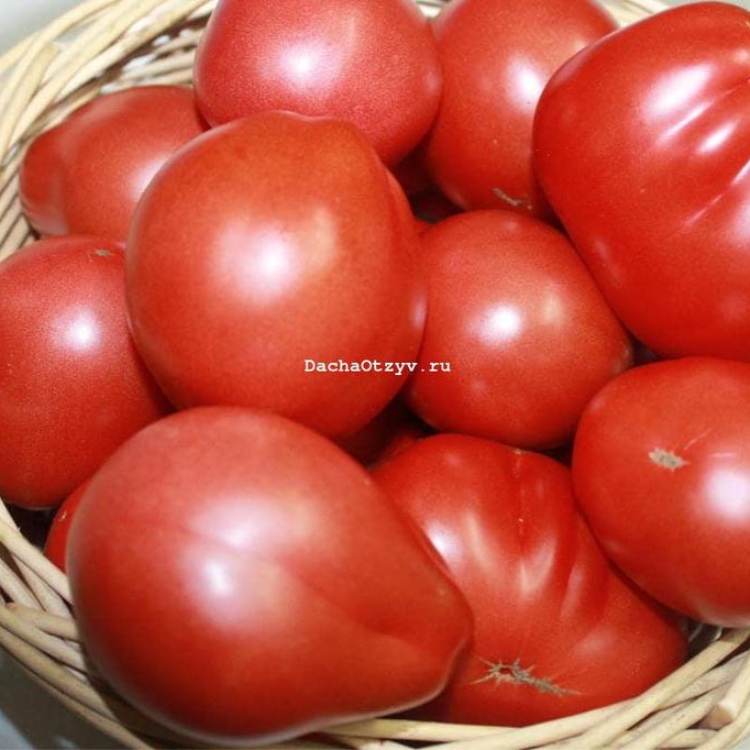 Томат Сто пудов: описание сорта помидоров, характеристики. Особенностипосадки и выращивания, болезни и вредители, достоинства и недостатки, отзывы