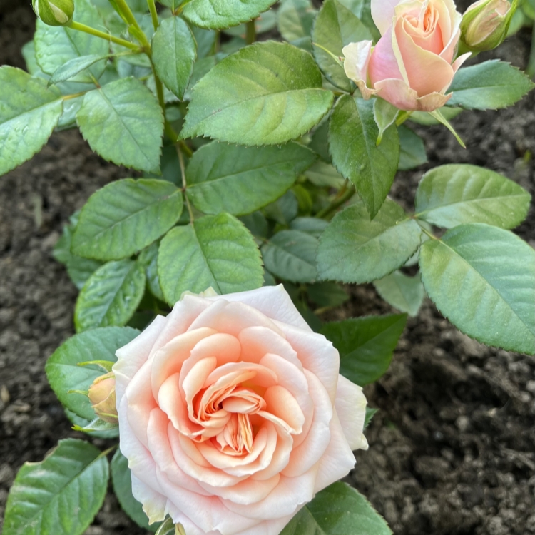 Роза Ти Тайм: особенности и характеристика сорта, правила посадки, выращивания и ухода, отзывы