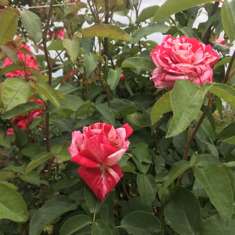 Особенности и характеристика розы Папайя