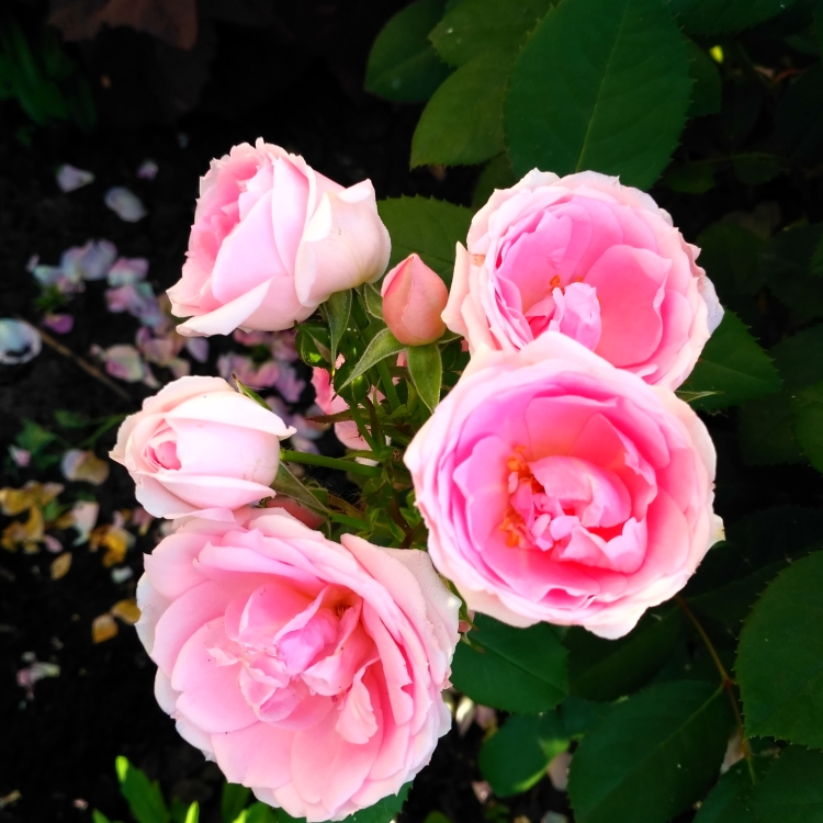 Роза Твиггис Роуз: особенности и характеристика сорта, правила посадки, выращивания и ухода, отзывы