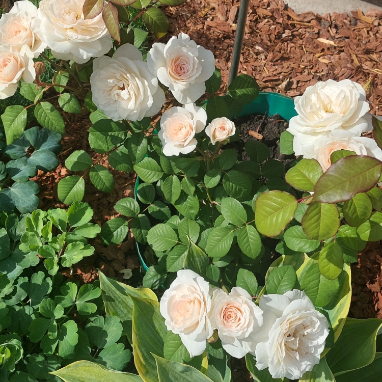 Роза Свит Блонди особенности и характеристика сорта правила посадки выращивания и ухода отзывы