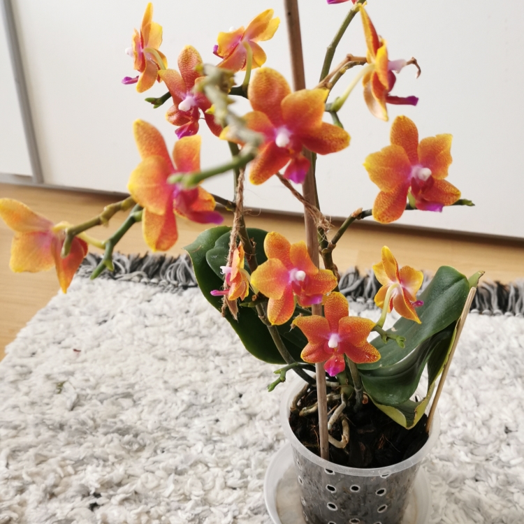 Орхидея Дикий Персик: описание сорта, характеристики, особенности посадки и выращивания, отзывы