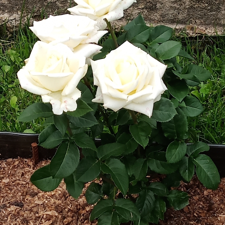 Чайно-гибридная роза Анастасия - отзывы, условия выращивания, основной уход