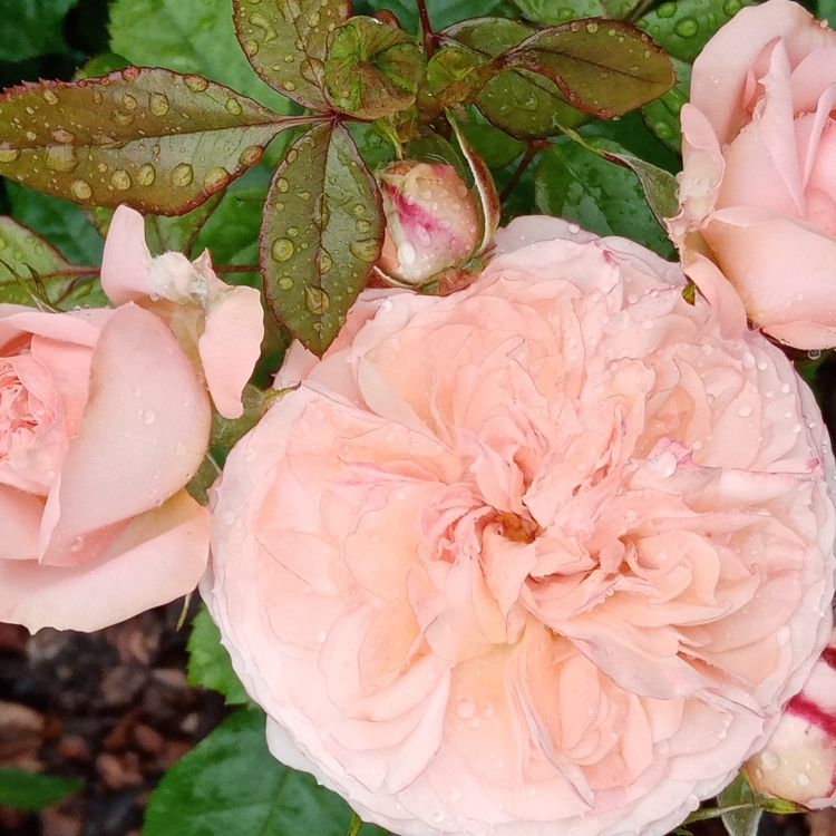 Роза Экскалибур: особенности и характеристика сорта, правила посадки, выращивания и ухода, отзывы