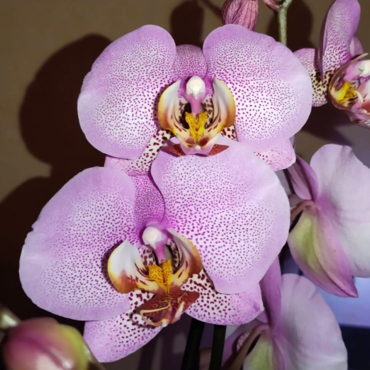 Phal. Pink Dragon from my personal orchid collection Orchids, Water culture orch