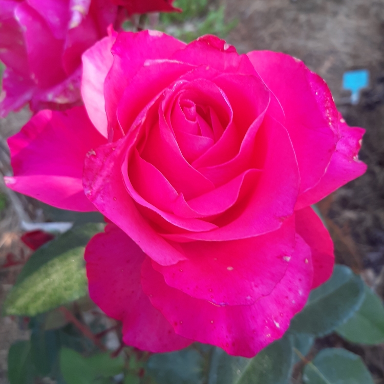 Уникальные характеристики розы сорта Стелла Магна