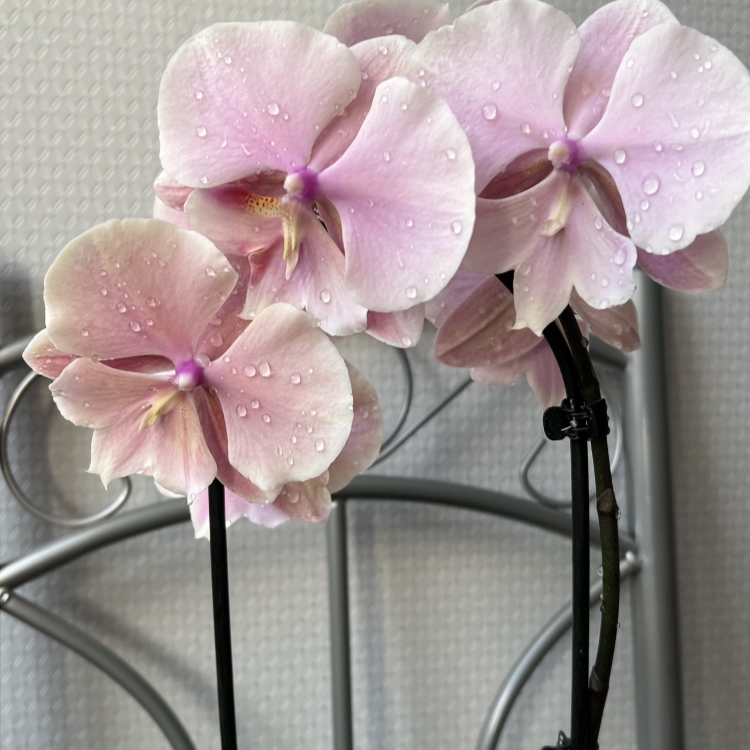 Орхидея Сого Юкидан: описание сорта, характеристики, особенности посадки и выращивания, отзывы