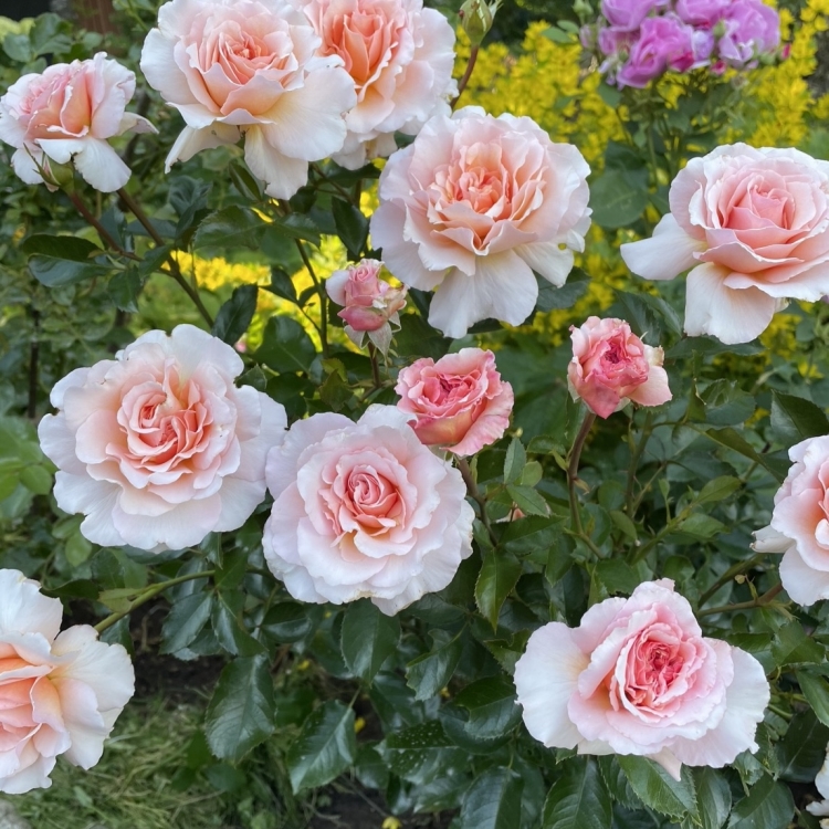 Цветовое разнообразие розы Грейт Экспектейшнс