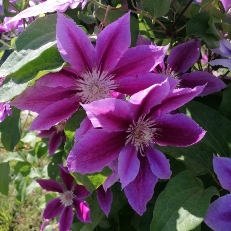 Клематис ашва Clematis Ashva