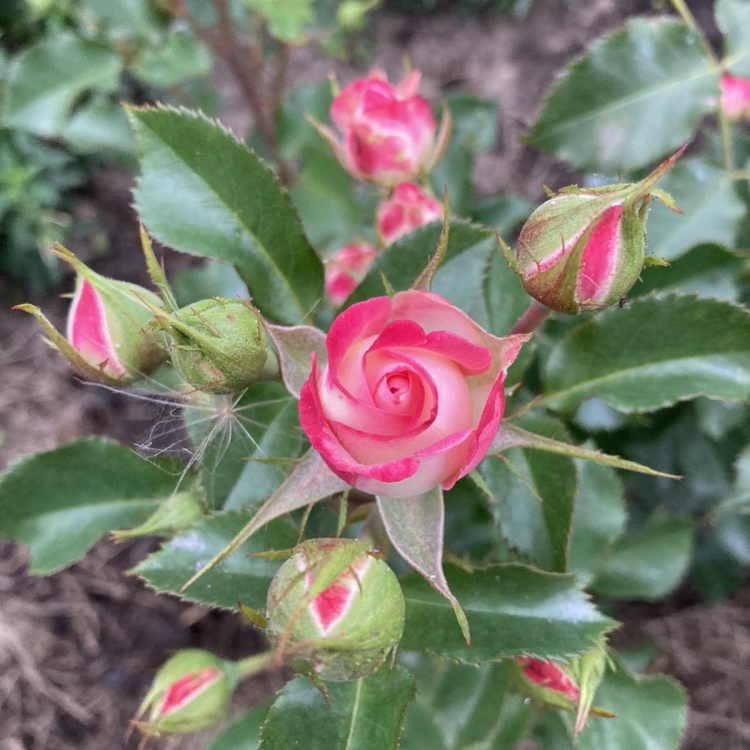 Роза Офелия: особенности и характеристика сорта